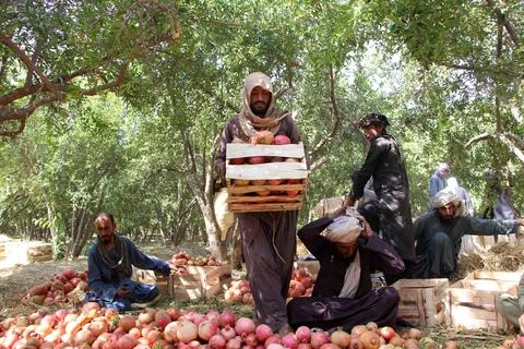 Afghanistan's pomegranate exports decrease due to drought, Kandahar - 04 Oct 202 Stock Photos