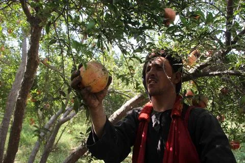 Afghanistan's pomegranate exports decrease due to drought, Kandahar - 04 Oct 202 库存照片