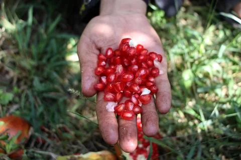 Afghanistan's pomegranate exports decrease due to drought, Kandahar - 04 Oct 202 Stock Photos