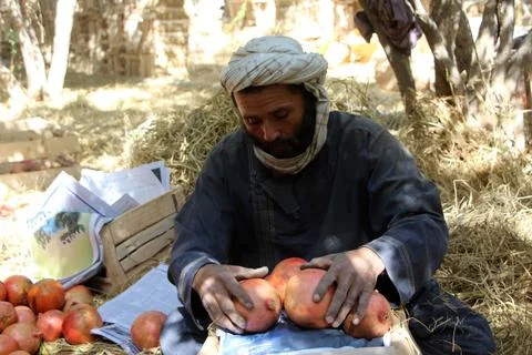 Afghanistan's pomegranate exports decrease due to drought, Kandahar - 04 Oct 202 Stock Photos