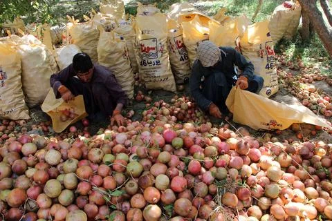 Afghanistan's pomegranate exports decrease due to drought, Kandahar - 04 Oct 202 库存照片