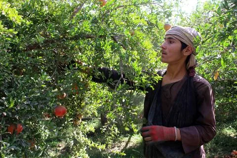 Afghanistan's pomegranate exports decrease due to drought, Kandahar - 04 Oct 202 写真素材