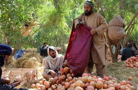 Afghanistan's pomegranate exports decrease due to drought, Kandahar - 04 Oct 202 Stock Photos