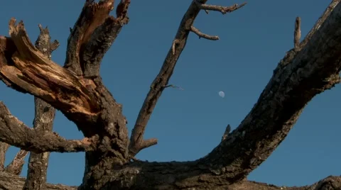 Afican Moon Rise 動画素材 934984