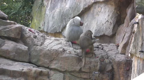 Afircan Baboons on a rocky ledge Stock Footage 42128585