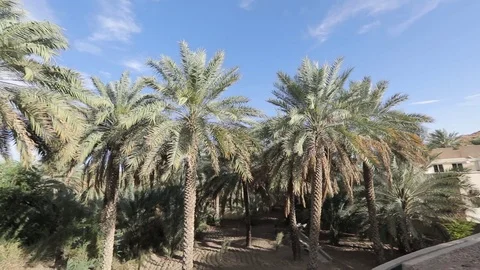 Aflaj Irrigation System in an old omani village. Stock-Footage 112896086