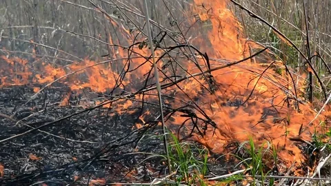 Aflame cane Stock Footage 103305805