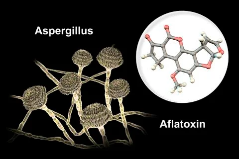 Aflatoxin B1 molecule, a toxin produced by fungi Aspergillus Illustrazione stock
