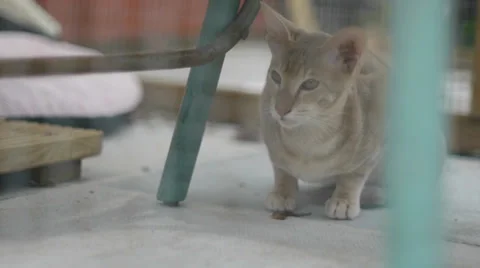 Afraid Cat in Cage Stock Footage 37262871