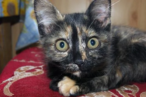 Afraid gray kitty Stock Photos