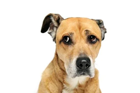 Afraid mixed breed dog in a white background Stock Photos