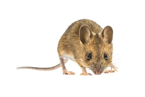 Afraid mouse isolated on white background Stock Photos