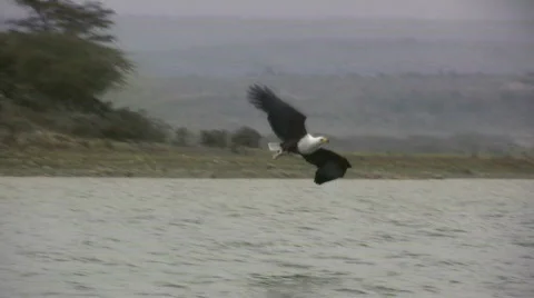 Afrian fish eagle catching a fish 스톡 동영상 550377