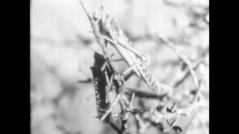 AFRICA - 1930 - in this documentary, when an explorer sees a locust, he orders Stock Footage 341984210