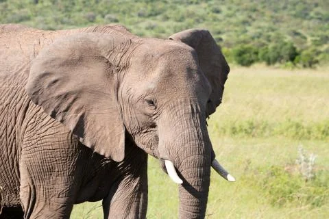 Africa-664 Stock Photos