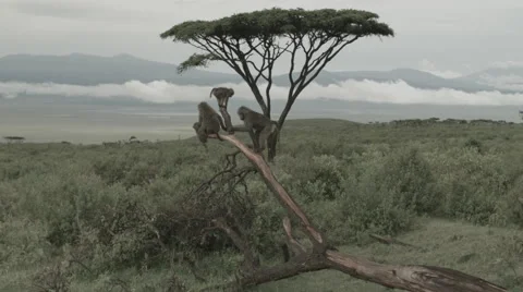 Africa baboons playing in tree Stock Footage 49340670