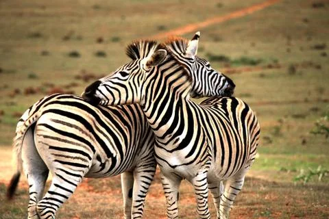Africa- Cute Zebras With Necks Crossed Stock Photos