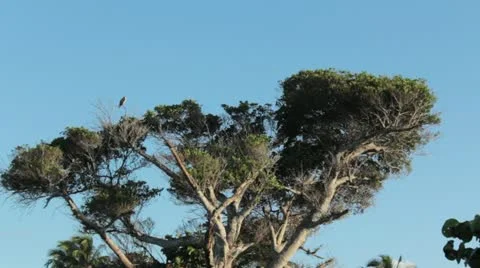 Africa Stock Footage 12366223