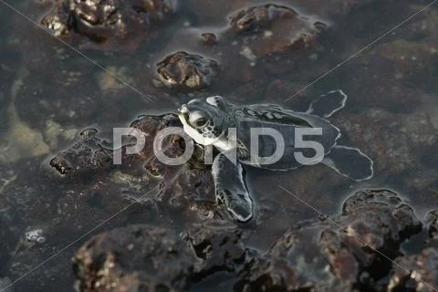 Africa, Guinea-Bissau, Baby Turtle In Water, Close Up