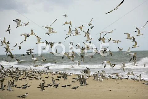 Africa, Guinea-Bissau, Flock Of Seagulls Flying On Sea Shore