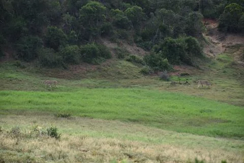 Africa- Large Format Panoramic View of Two Lioness Stalking Prey in the Wil.. Stock Photos