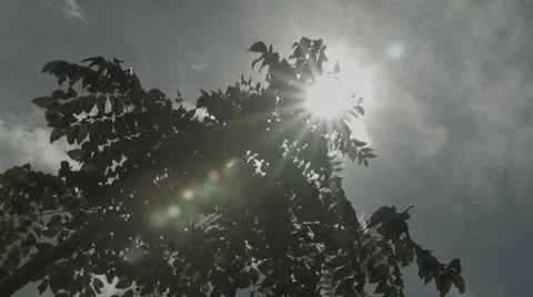 Africa leaves tree flare sun pan Stock Footage