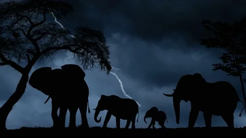 Africa: Lightning and Thunderstorm flash over Heard of Elephan Stock Footage 150726740