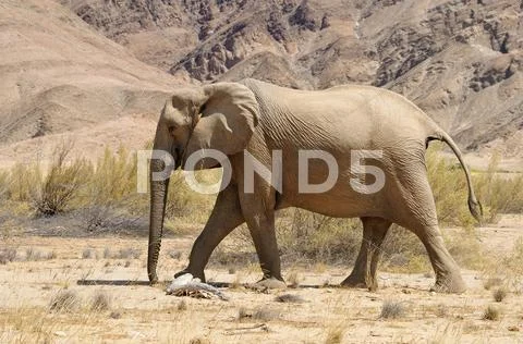 Africa, Namibia, Kaokoland, cow of rare Namibian desert elephant, Loxodonta Stock Photos