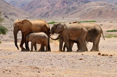 Africa, Namibia, Kaokoland, group of five African elephants, Loxodonta africana, Stock Photos