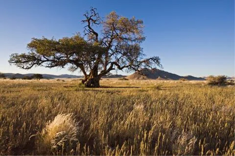 Africa, Namibia, Landscape Stock Photos