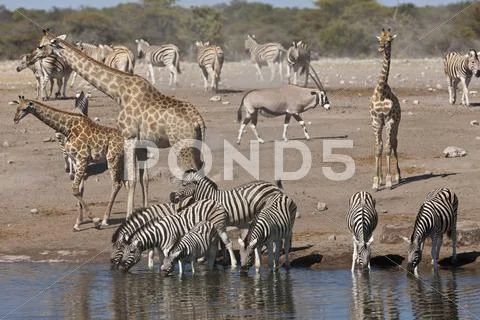 Africa, Namibia, Safari animals at waterhole in etosha national park Stock Photos