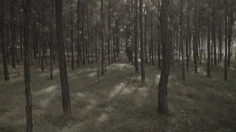 Africa old pine tree forest pan Stock Footage 47867850