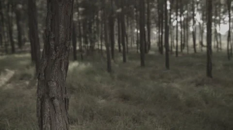 Africa old pine tree forest tilt up flare Stock Footage 47868319