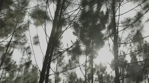 Africa old pine tree forest pan flare 2 Stock Footage 47868366