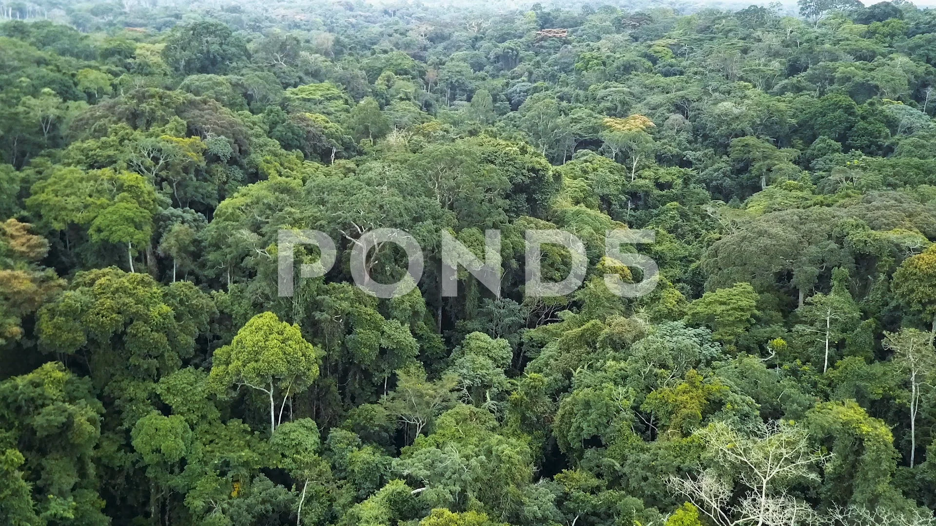 Africa rain-forest aerial view