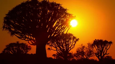 Africa Sunrise Time-Lapse Trees Dawn Stock Footage
