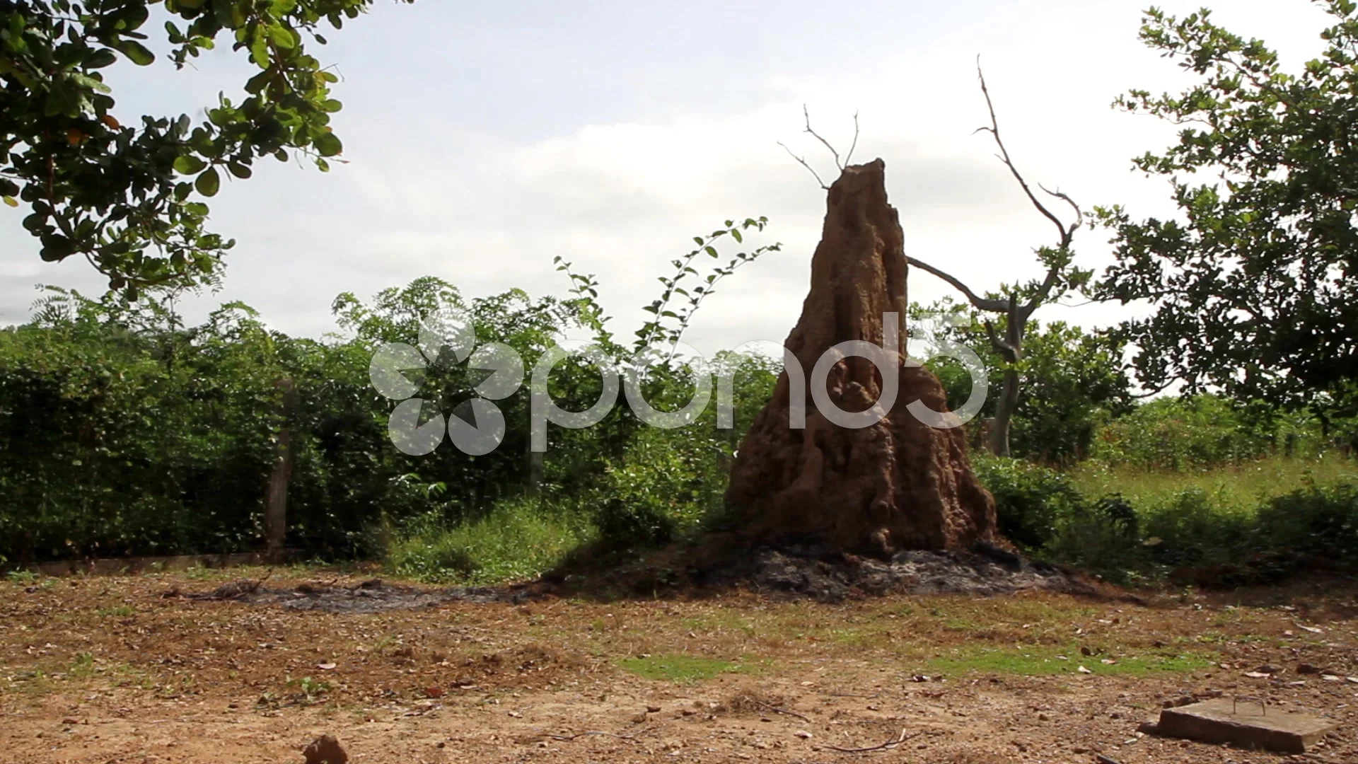 Termites Info Termite E Nido