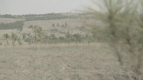 Africa young pine forest focus pull Stock Footage 47865720