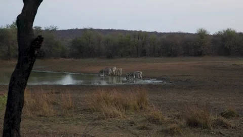 Africa ,zebra herd drinking water by the waterhole, dry savannah Stock Footage 286150366