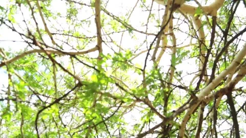 African Acacia tree branches Stock Footage 225566449