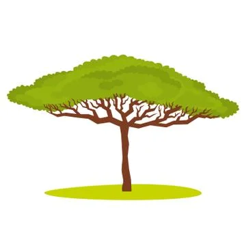 African Acacia tree Vector Stock Illustration