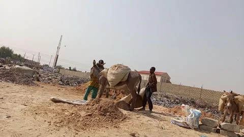 African Adolescent Unloading Donkeys With Pit Sand Kano Nigeria 動画素材 328221311