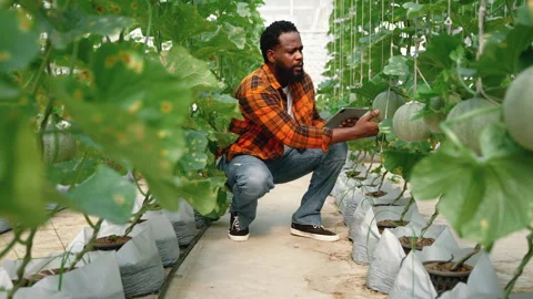 African american farmer checking melon fruit in greenhouse, organic food concept Stock Footage 247410020