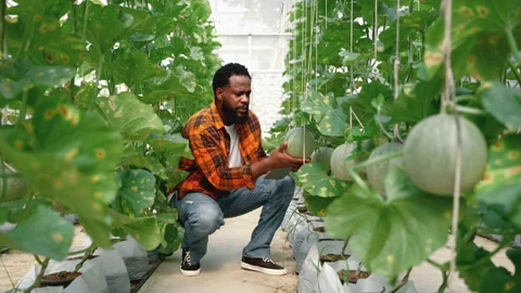 African american farmer checking melon fruit in greenhouse Stock Footage 247413808
