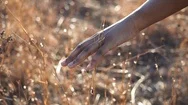 African American Girl Runs Hand Through Wheat Field In The Wintertime Stock Footage