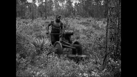 African American Logger Cutting Tree With Motorized Saw Stock Footage 107809760