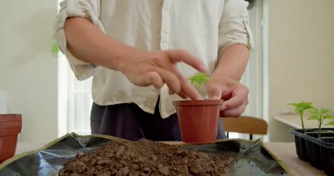 African American nonbinary transplanting seedling into brown pot on mat with Stock Footage 341665624
