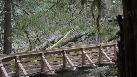 African American young Male hiking alone across bridge through peaceful forest Stock Footage 127465705