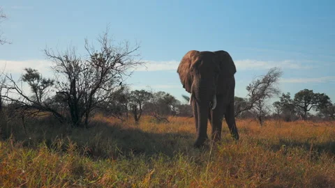 African Angry elephant Stock Footage 248242456
