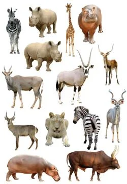 African animals collection isolated on white background Stock Photos